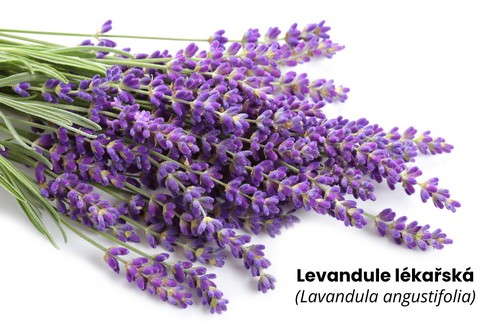 Levandule lékařská - lavandula angustifolis